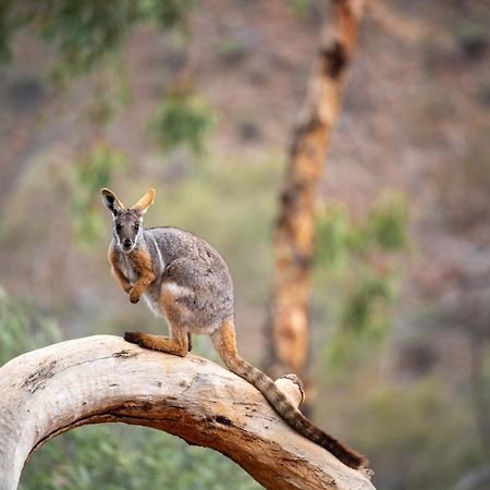 Arkaroola Wilderness Sanctuary Hotel Kültér fotó