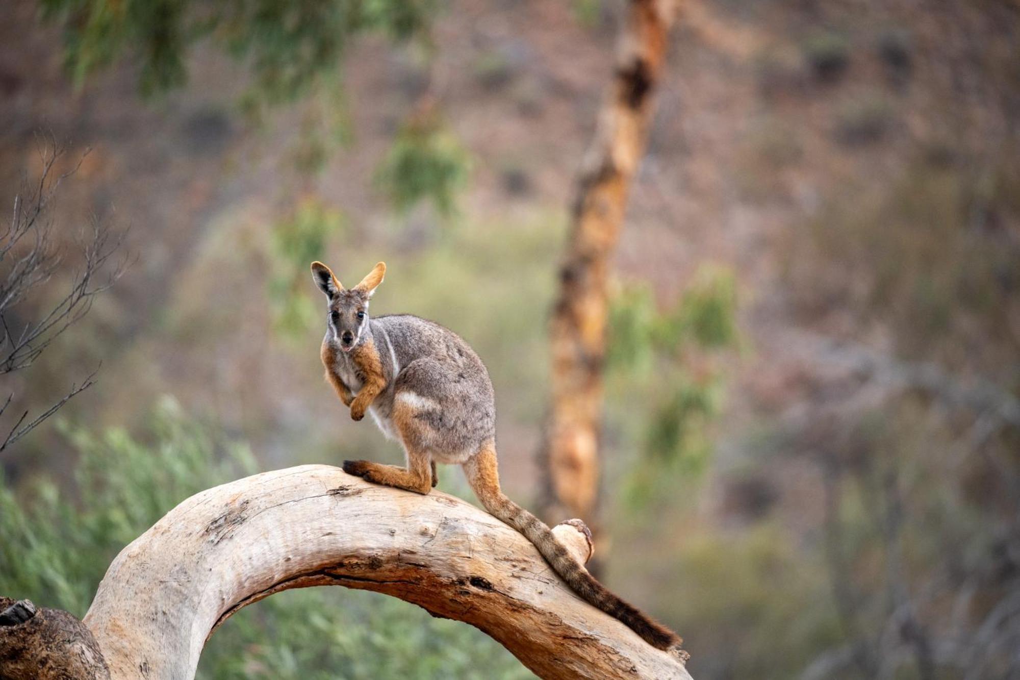 Arkaroola Wilderness Sanctuary Hotel Kültér fotó